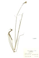 藏品(蕓苔)的圖片